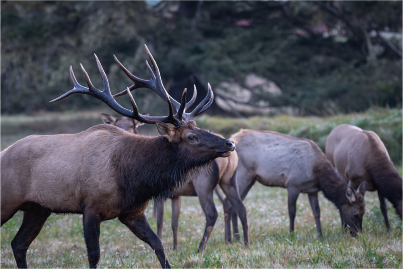 Main image Herd Bull Elk