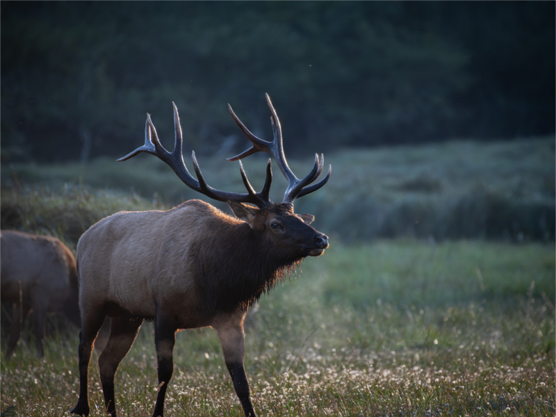 Main image Bull Elk at Dawn