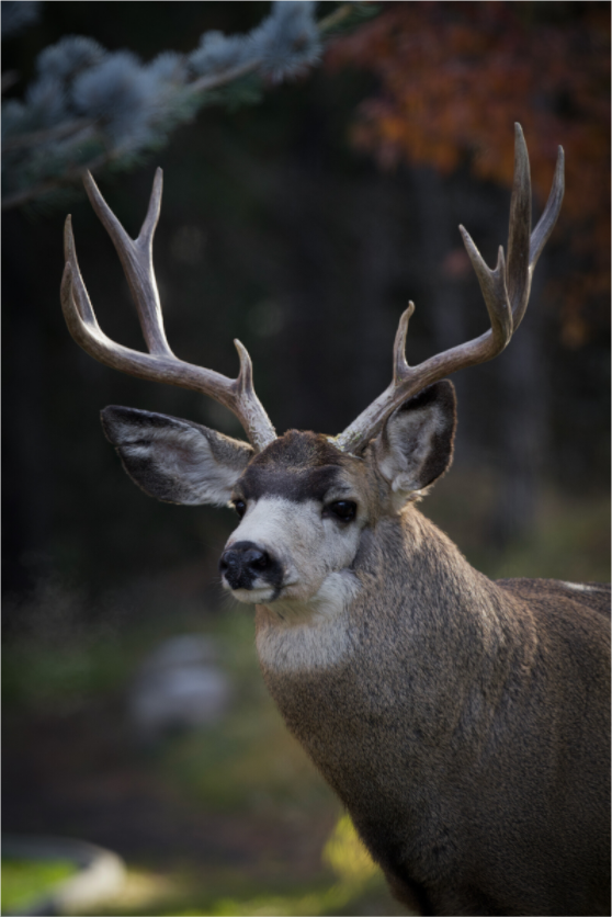 Main image Full Rut