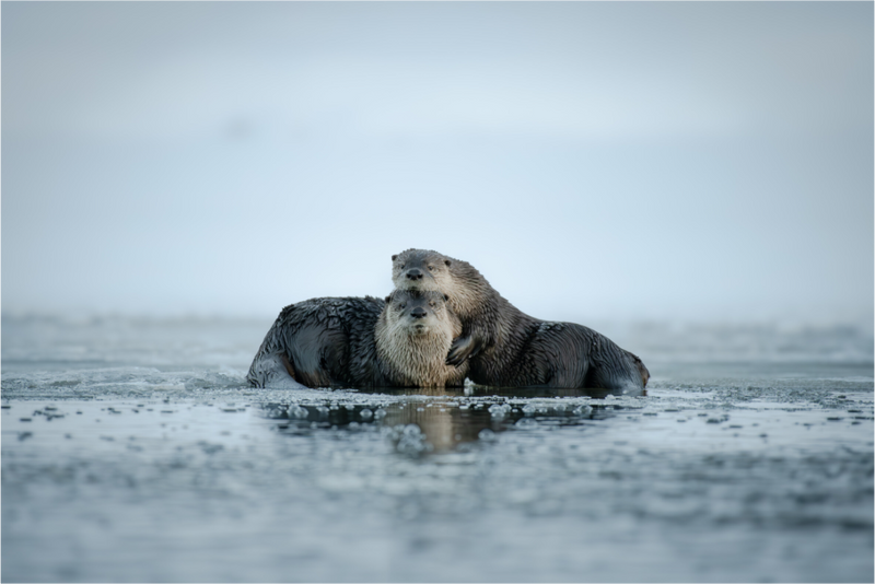 Main image Frosty Cuddles