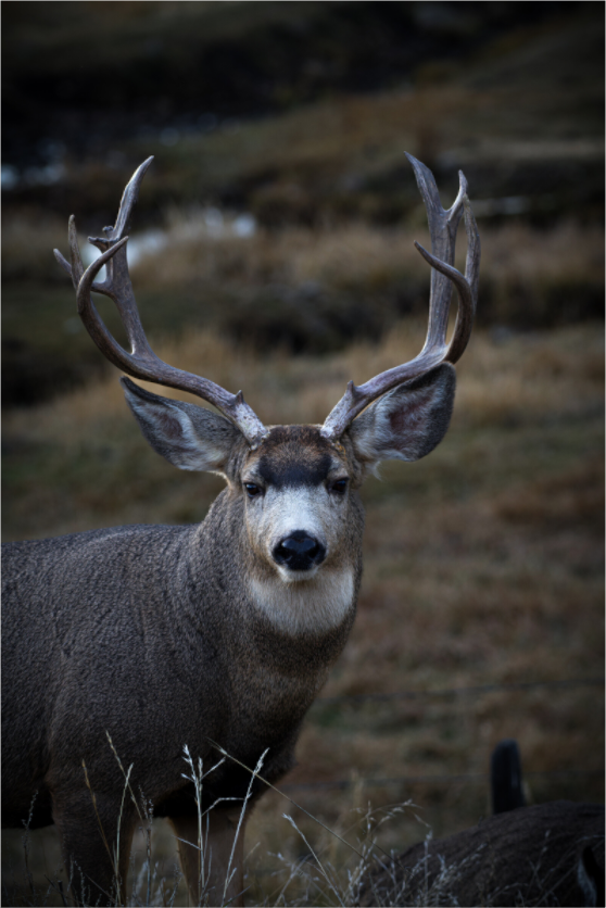 Main image Non-Typical Mule Deer Buck Portrait