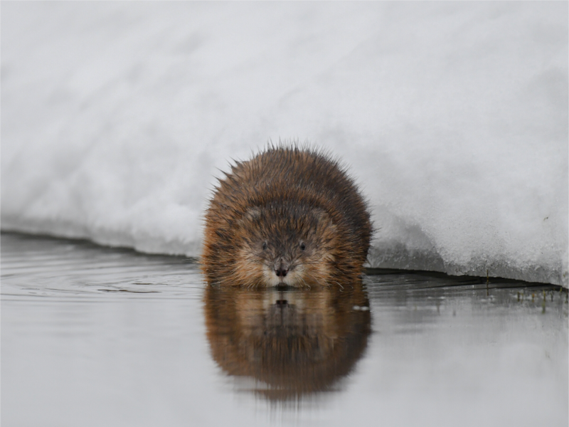 Main image Muskrat