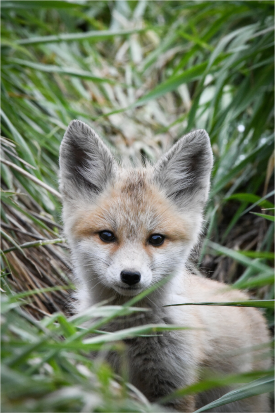 Main image Fox Kit Portrait