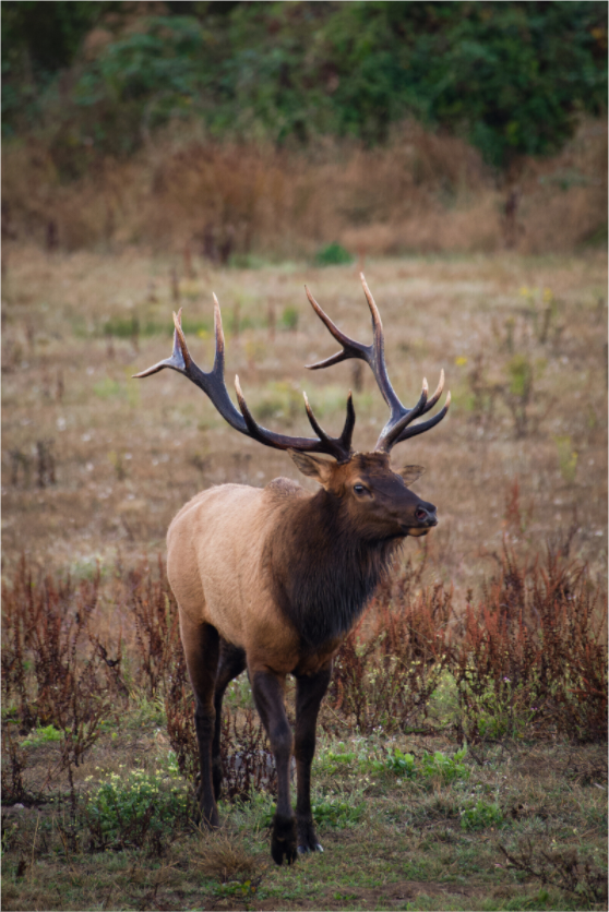 Main image Bull Elk Pose