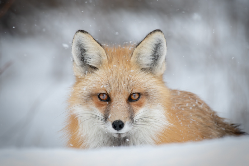 Main image Winter Stare