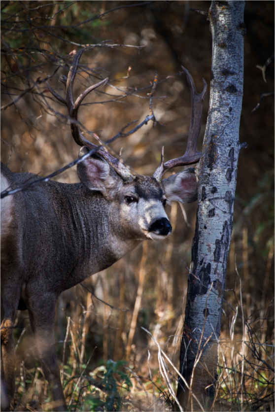 Main image Aspen Buck