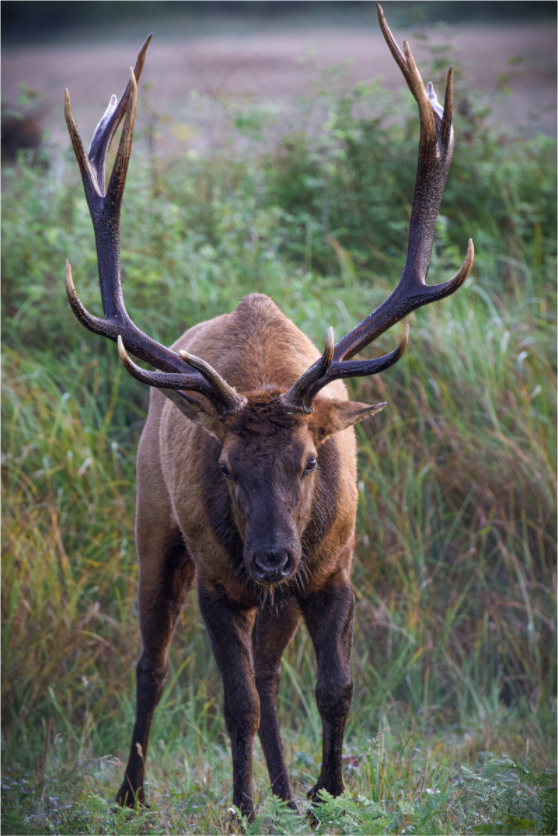Main image California Bull Elk