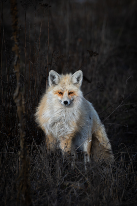 Main image Sexy Fox