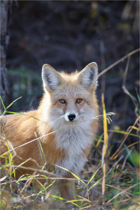 Main image Fox Portriat