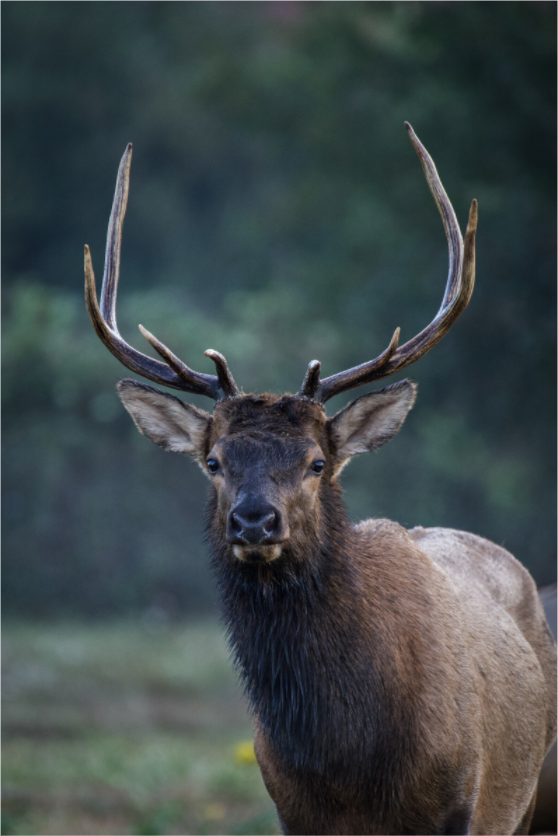 Main image Bull Elk Portrait